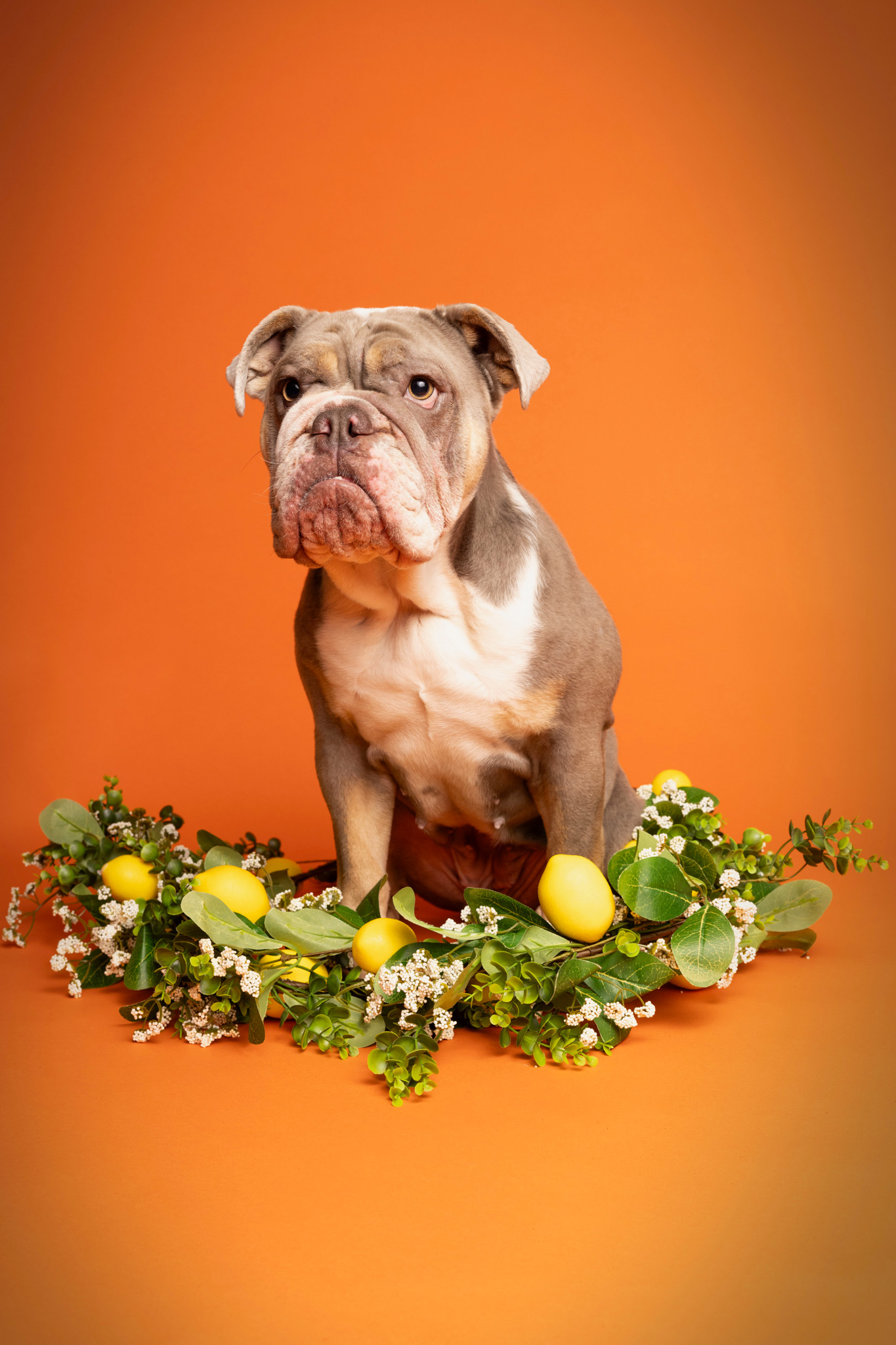 British Bulldog