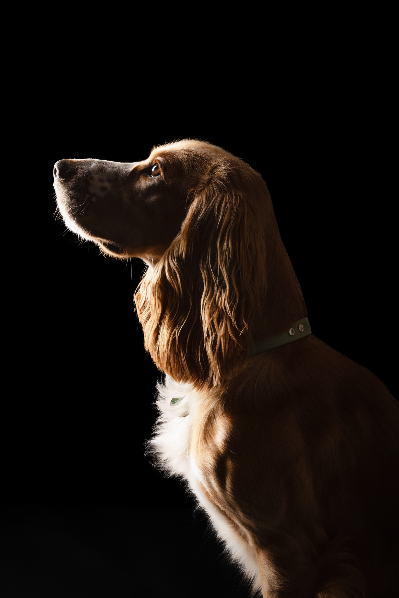 Cocker spaniel black background