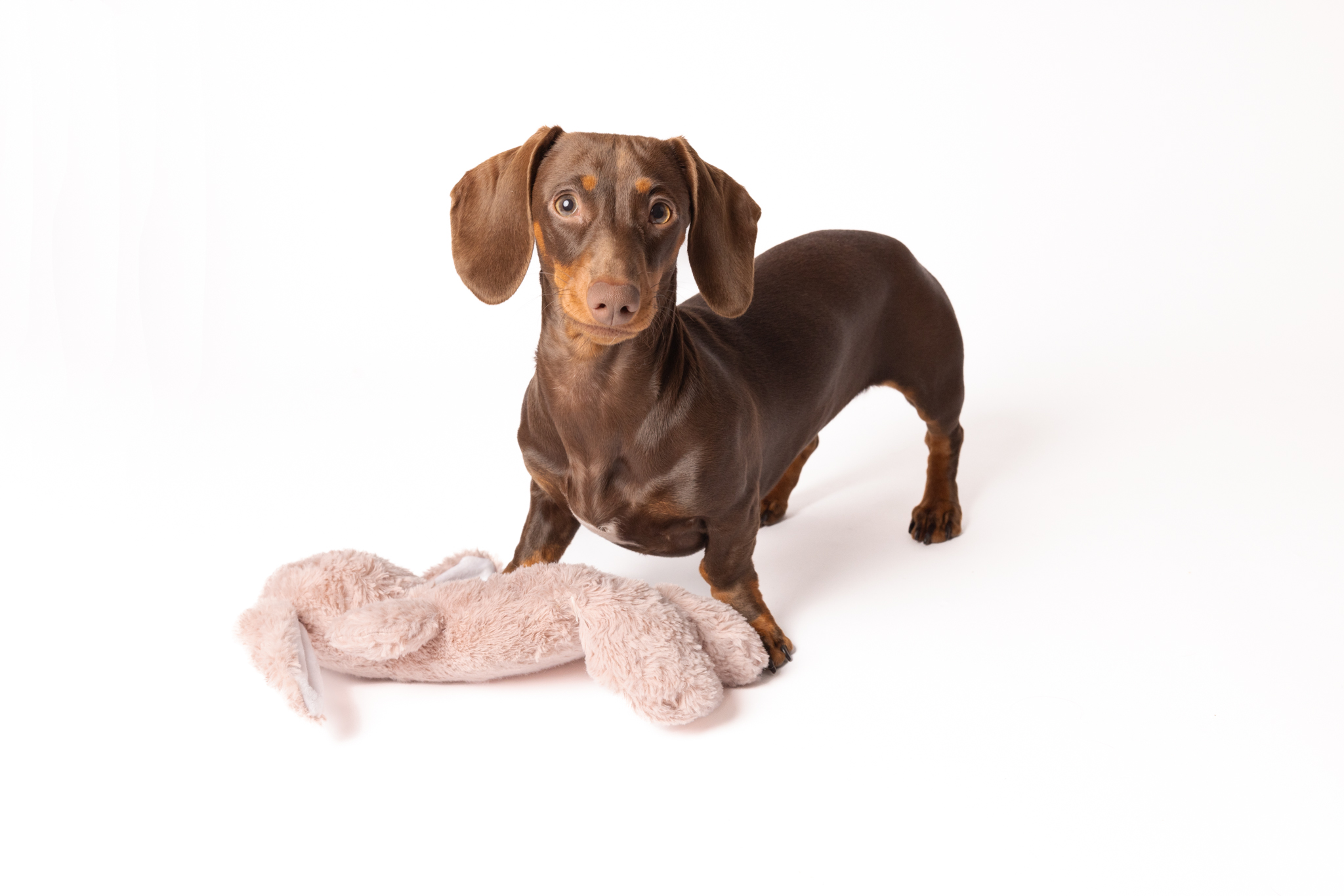 Daschund with toy