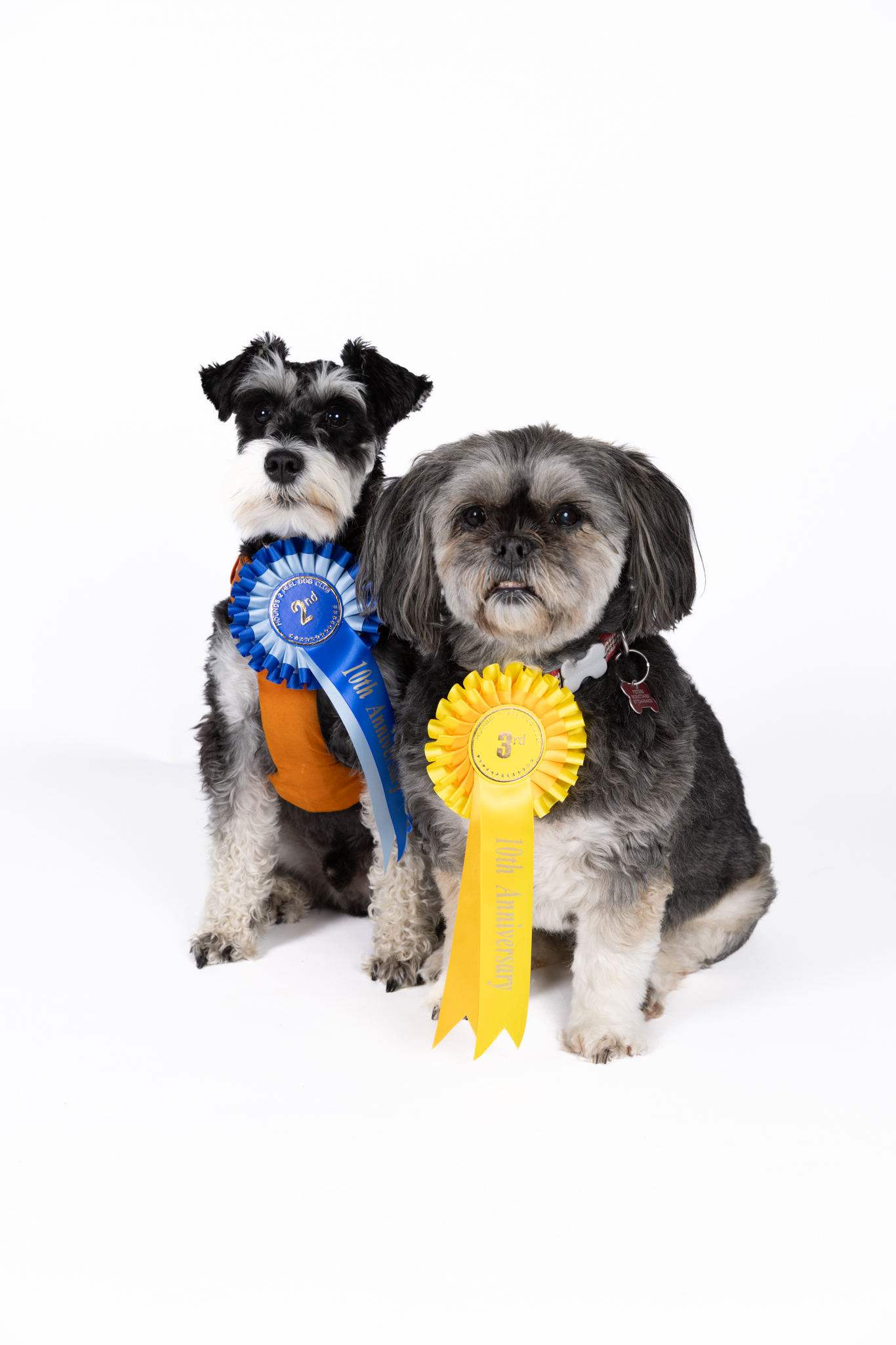 2 dogs with rosettes
