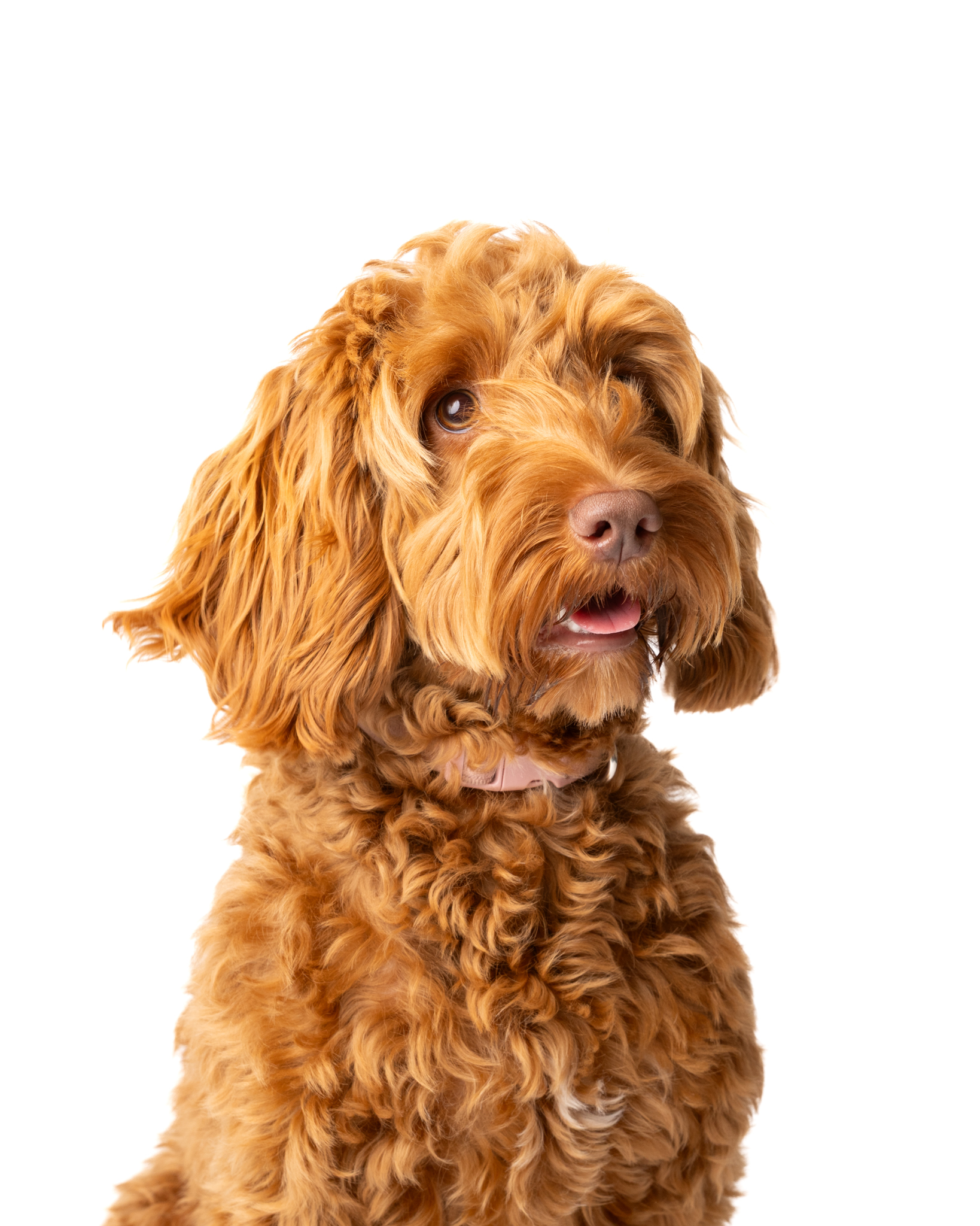 Labradoodle