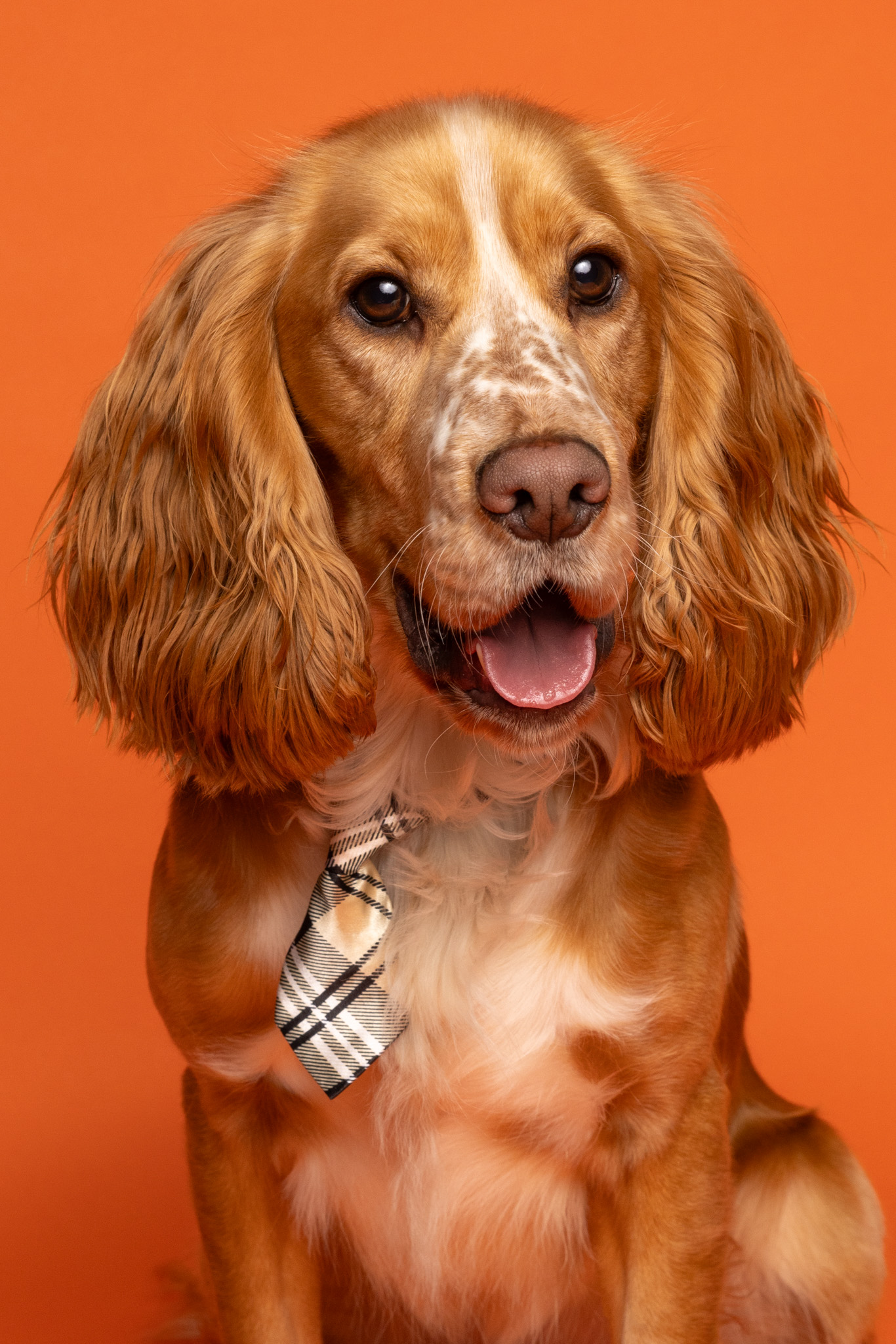 cocker spaniel orange background