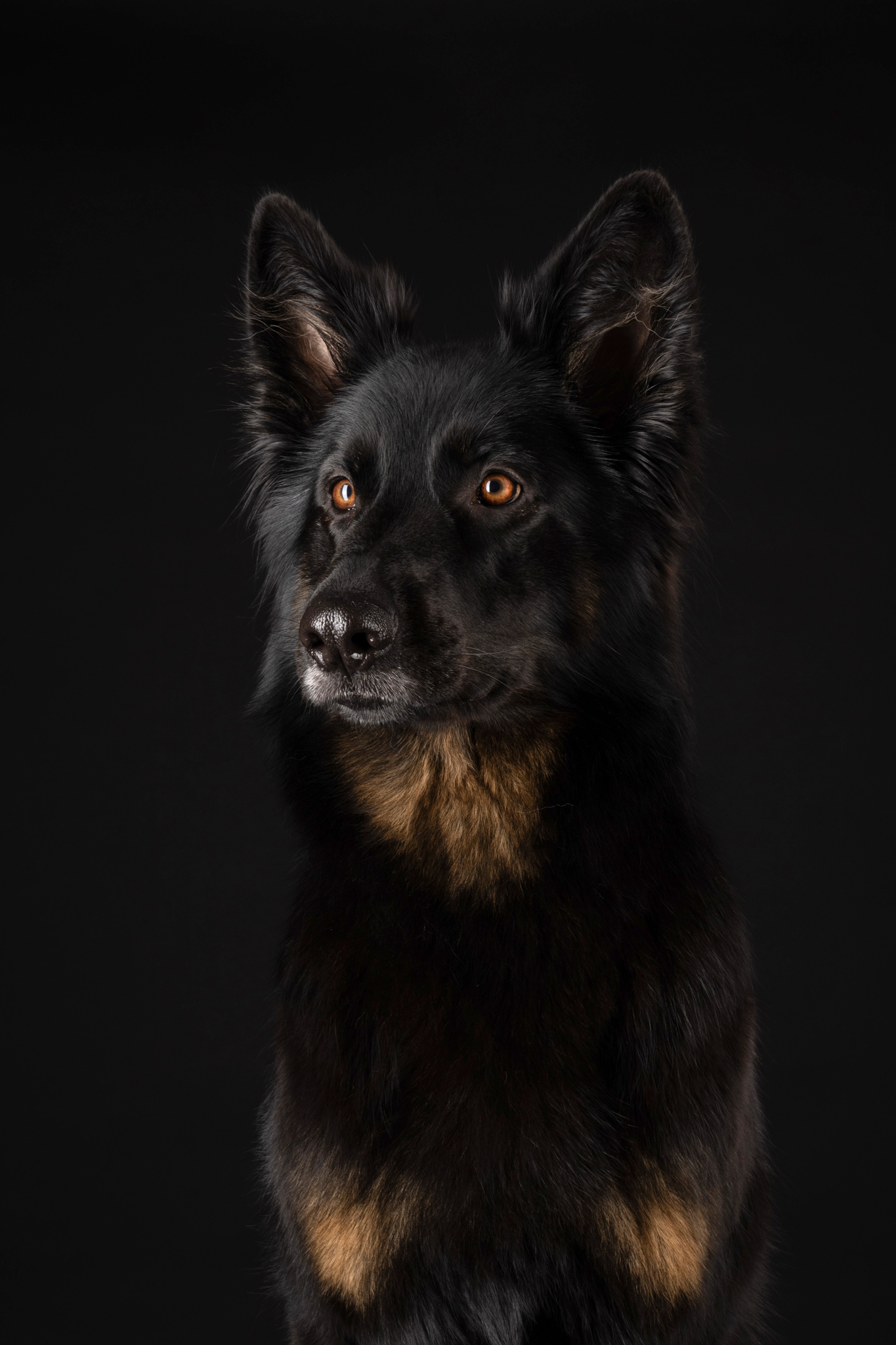 Black and tan german shepherd