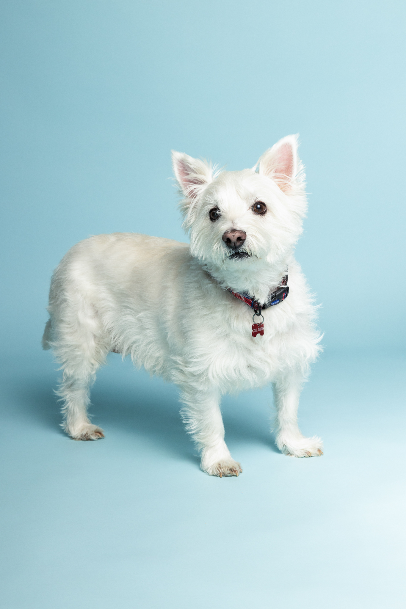 white west highland terrier