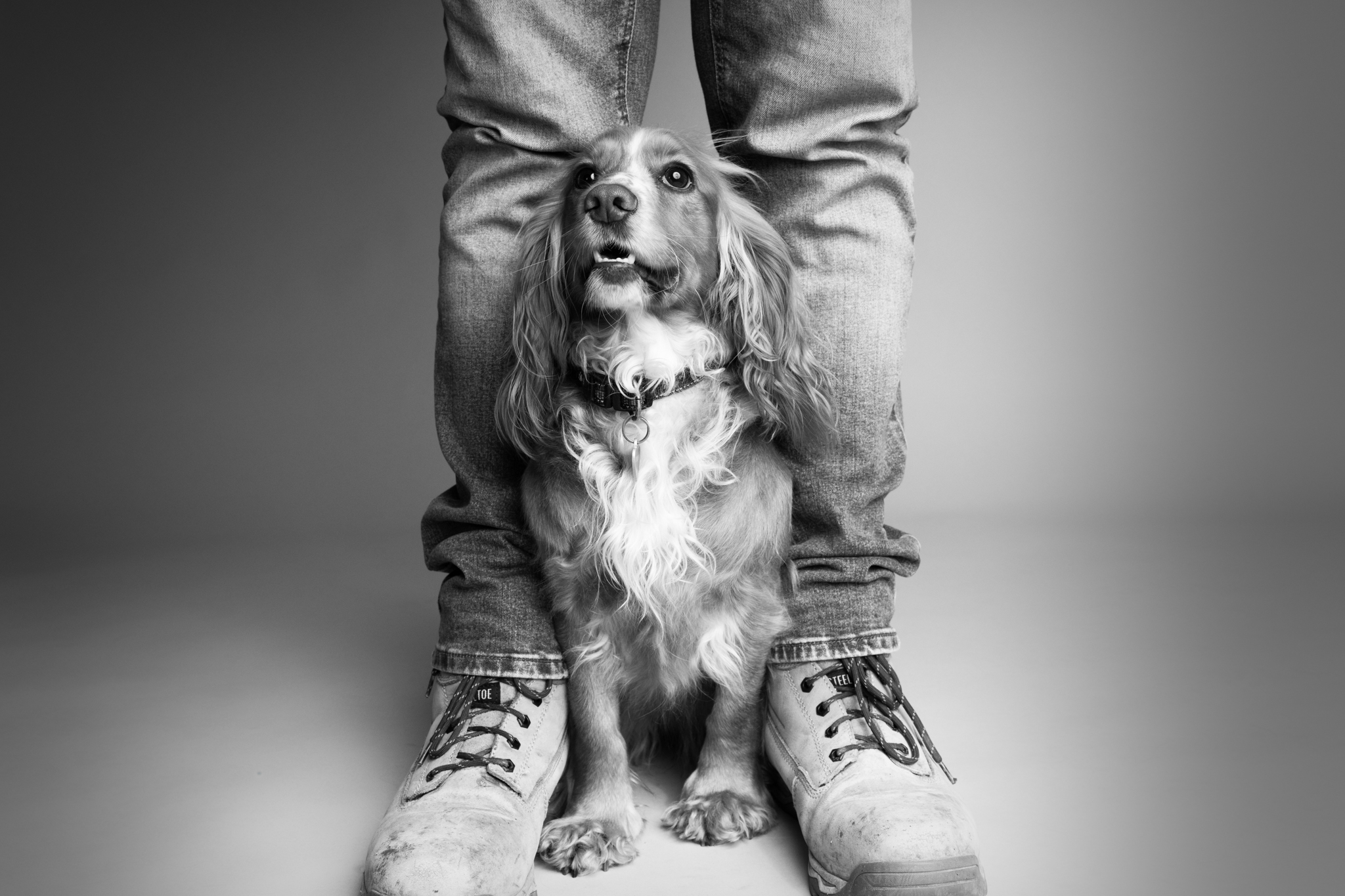 B/W pic of cocker spaniel