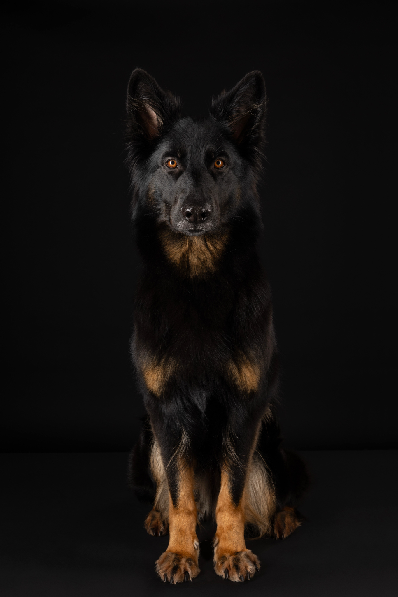 Black German Shepherd Sat
