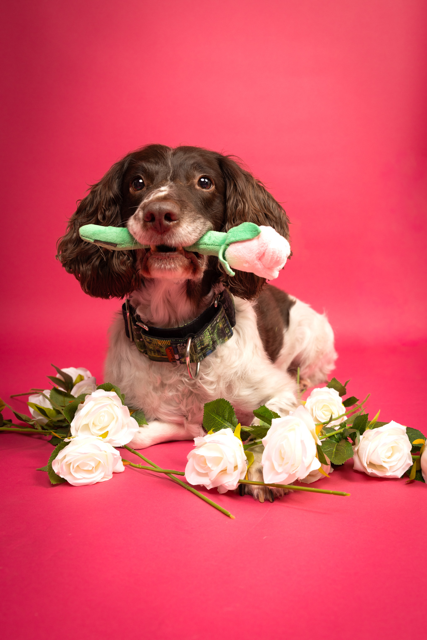 Springer Spaniel with flowers