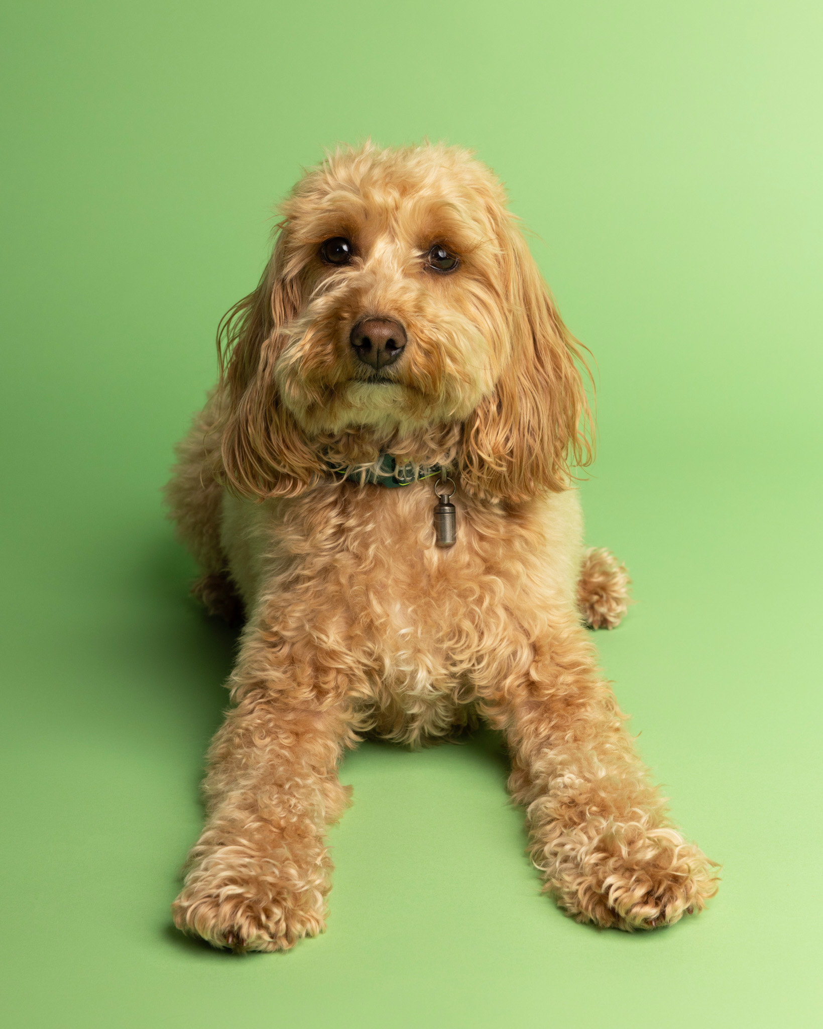 Cockerpoo
