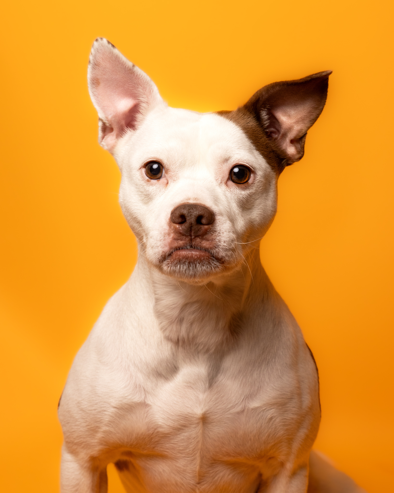 White/Tan Jack russell cross