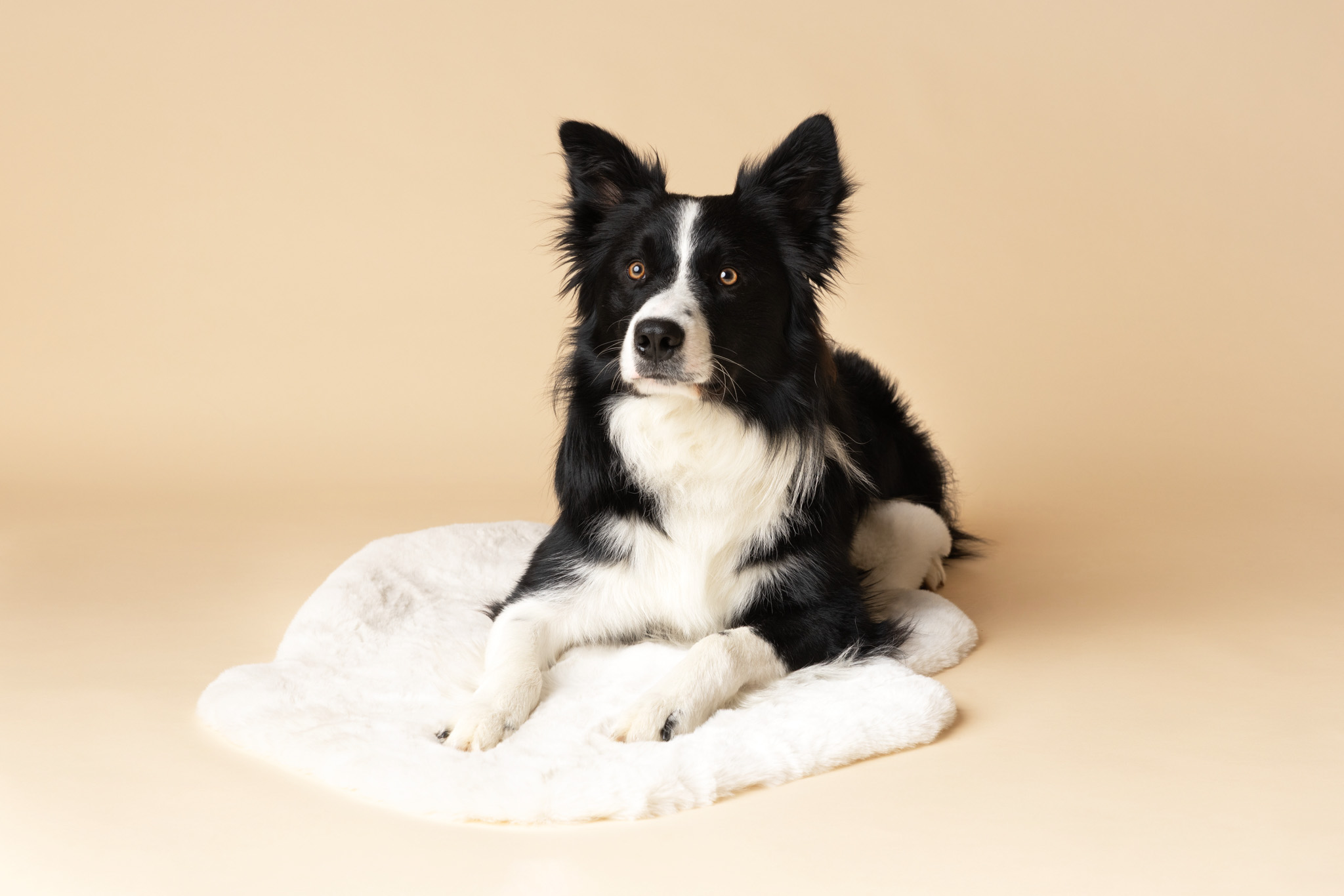 Border Collie sat