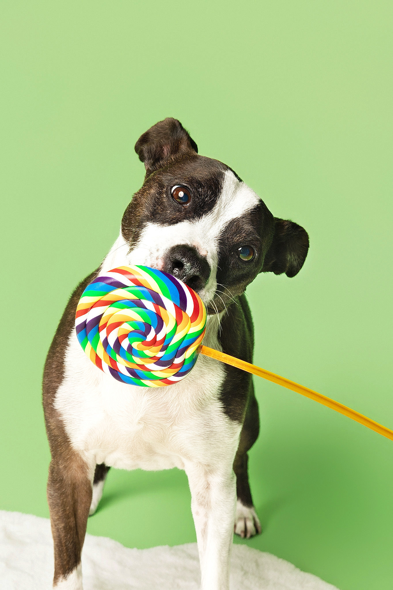 Staffie with lollipop