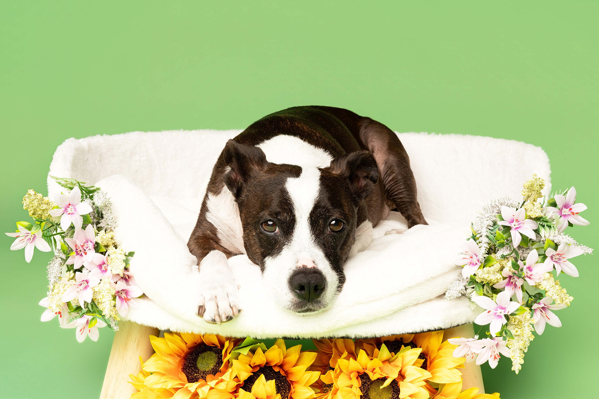 Staffie in bed with flowers